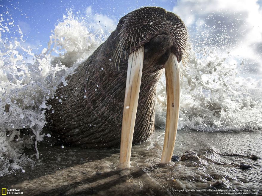 La dernière cuvée de National Geographic est sublime ! Par Pureactu.com  National-Geographic-12