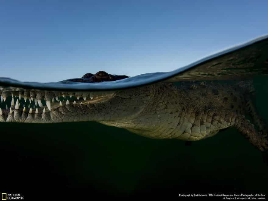 La dernière cuvée de National Geographic est sublime ! Par Pureactu.com  National-Geographic-13