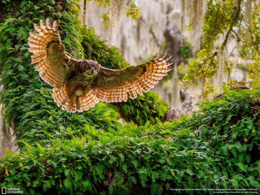 La dernière cuvée de National Geographic est sublime ! Par Pureactu.com  National-Geographic-14