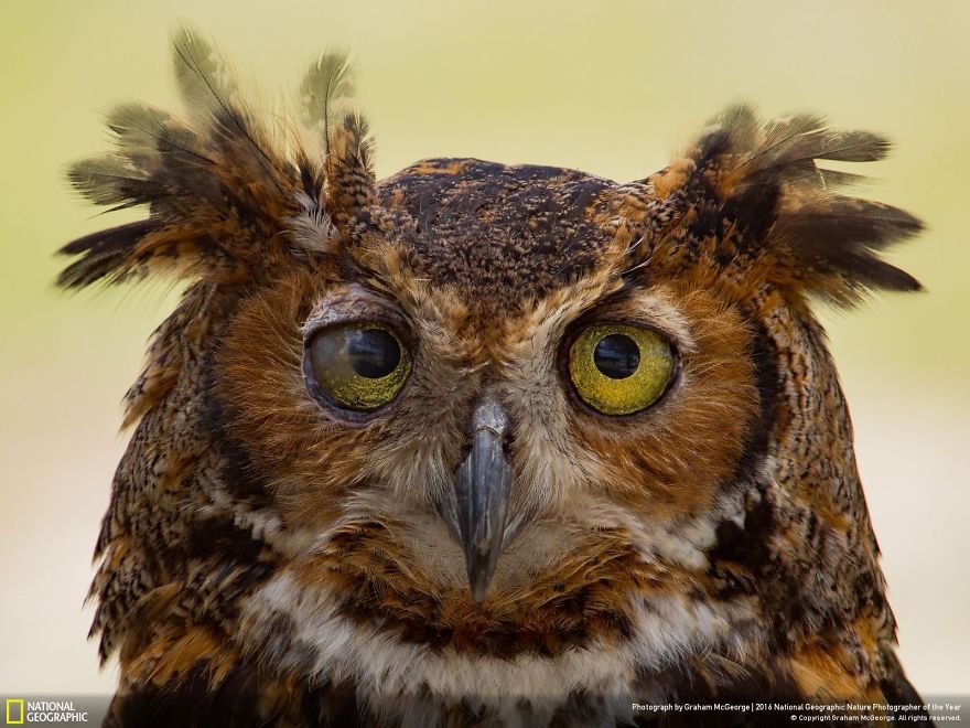 La dernière cuvée de National Geographic est sublime ! Par Pureactu.com  National-Geographic-17