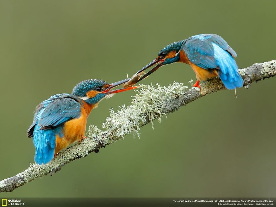 La dernière cuvée de National Geographic est sublime ! Par Pureactu.com  National-Geographic-19