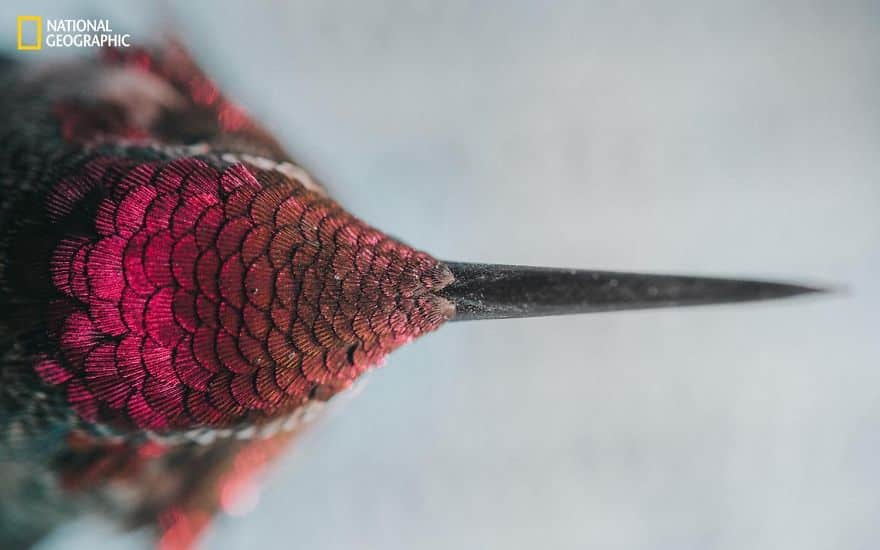 La dernière cuvée de National Geographic est sublime ! Par Pureactu.com  National-Geographic-2