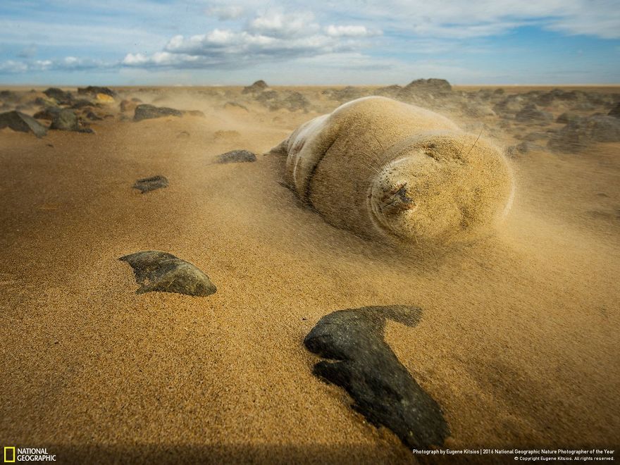 La dernière cuvée de National Geographic est sublime ! Par Pureactu.com  National-Geographic-20