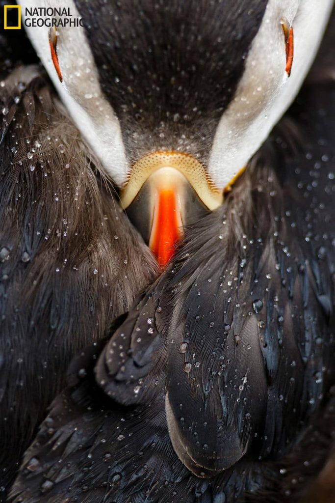 La dernière cuvée de National Geographic est sublime ! Par Pureactu.com  National-Geographic-3-683x1024