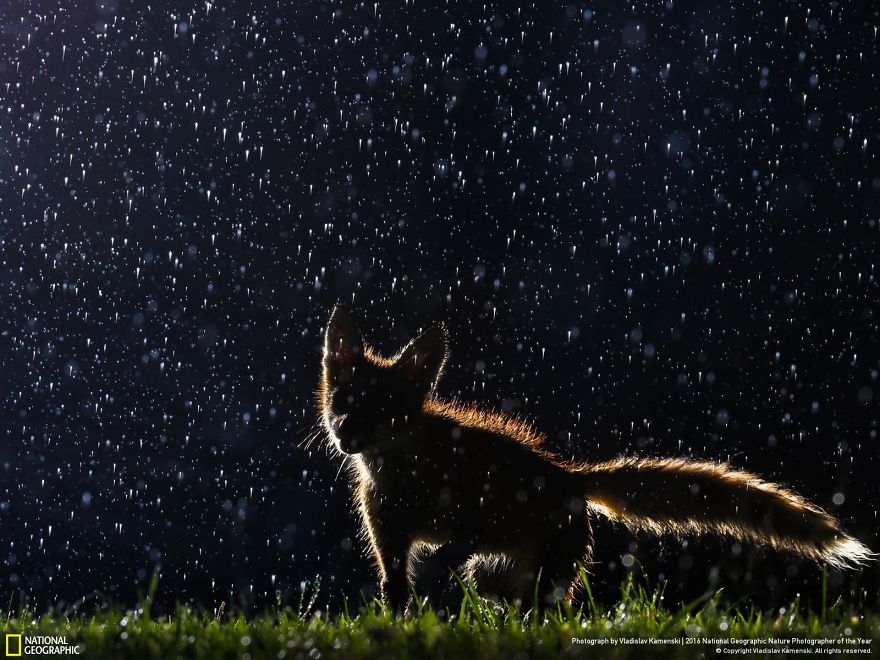 La dernière cuvée de National Geographic est sublime ! Par Pureactu.com  National-Geographic-5