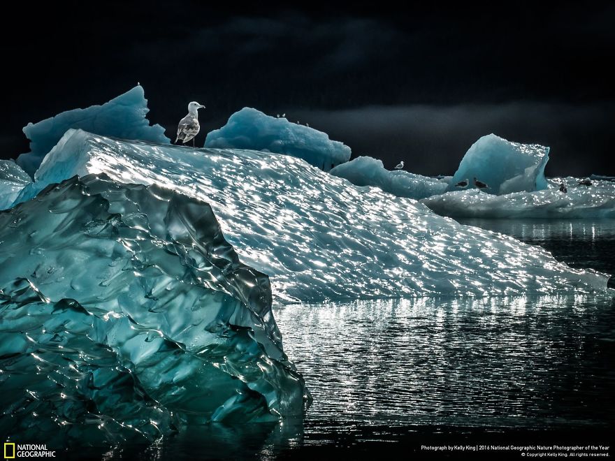 La dernière cuvée de National Geographic est sublime ! Par Pureactu.com  National-Geographic-8