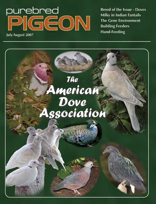 Purebred Pigeon Doves-cover-large