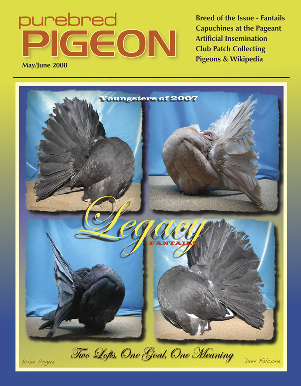 Purebred Pigeon Fantail-MJ08-Large