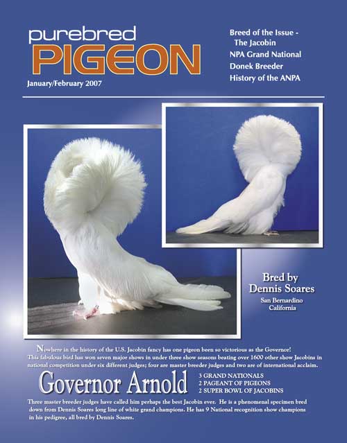 Purebred Pigeon Jacobin-cover-v3-large