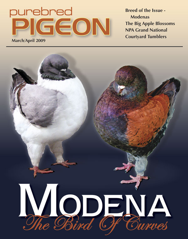 Purebred Pigeon Modena-cover-2-large