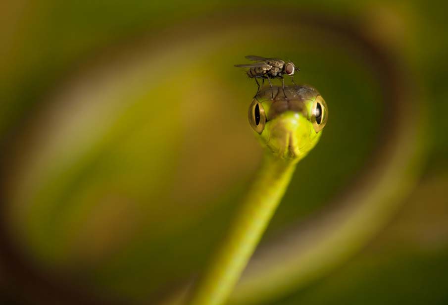 Quelques-unes des plus belles photos de serpents 17