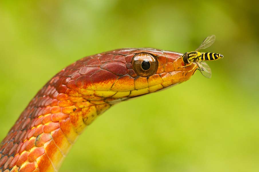 Quelques-unes des plus belles photos de serpents 29