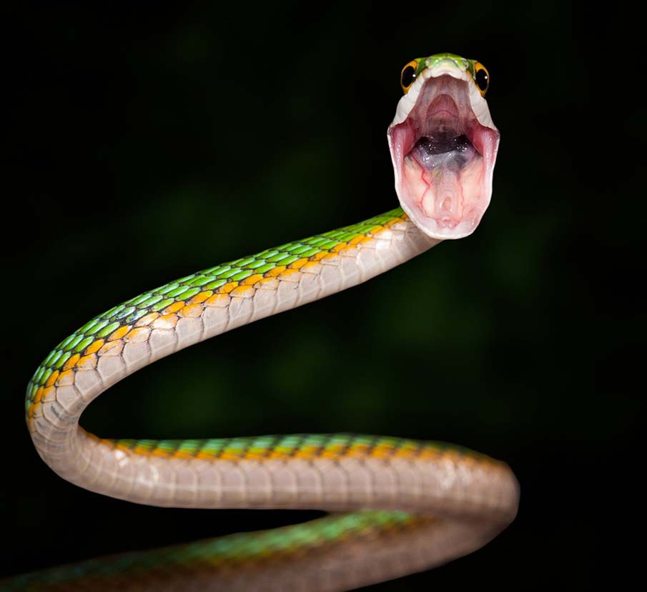 Quelques-unes des plus belles photos de serpents 8