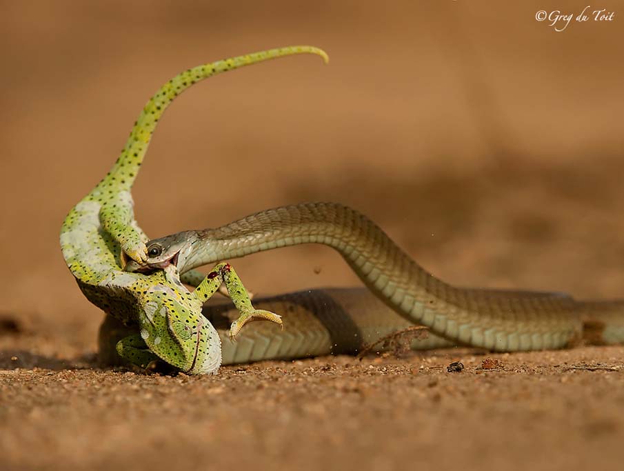 Quelques-unes des plus belles photos de serpents 9