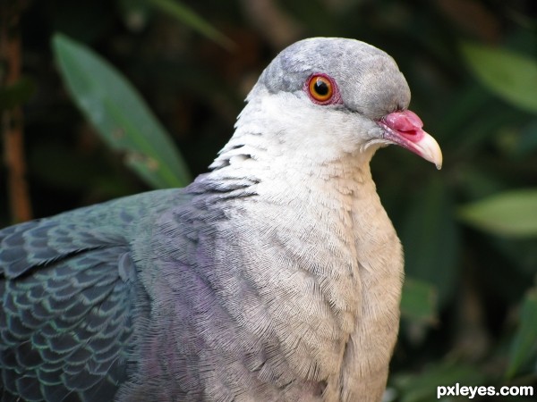 ماذا تعرف عن الحمام - الجالودي وموسوعه الحمام - اليمام  White-headed-pigeon-4cccaaa1e6676