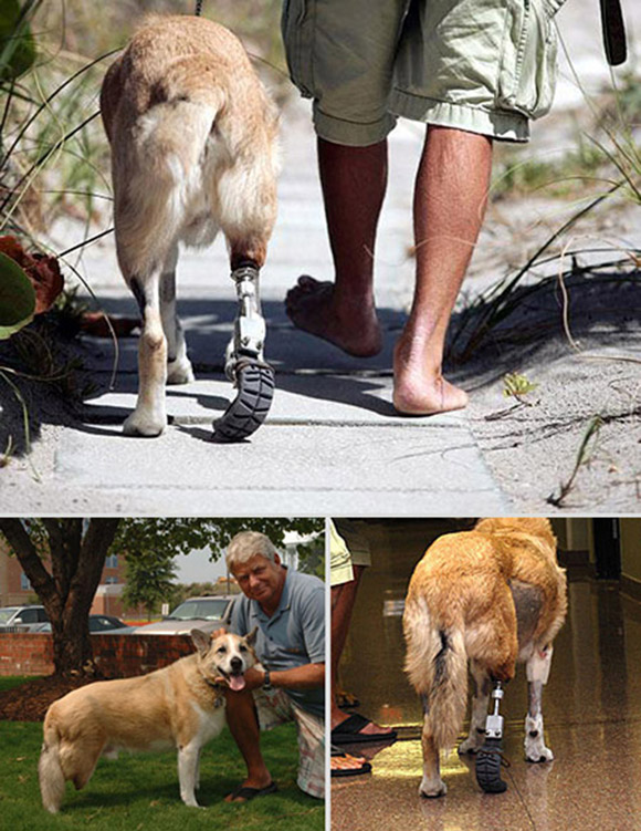 [صور] تركيب اطراف صناعية للحيوانات Animal_prosthetics