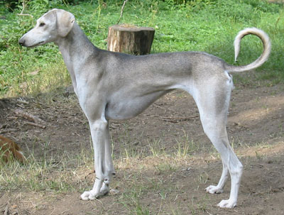 Le SALUKI Nujaima14kk