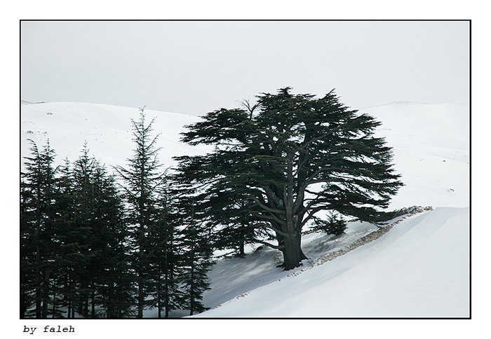 مناظر لبنان 152421