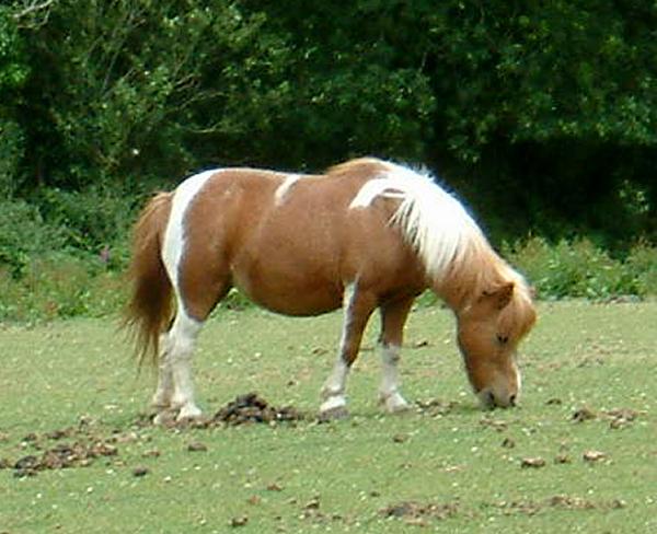 Se clopper sur du filly = pédophilie? - Page 3 2978