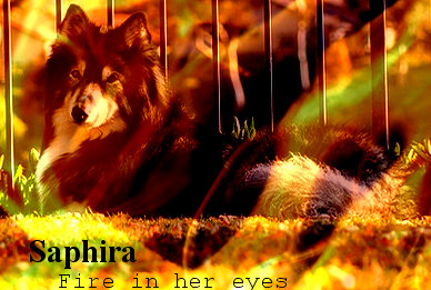 Saphira-fire in her eyes... Saphira