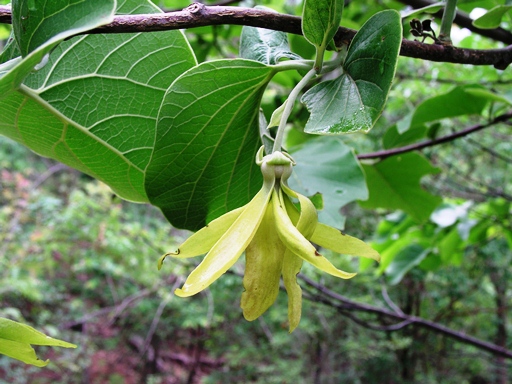  HOA GIEO TỨ TUYỆT - Page 6 Annon%20CanangaLatifolia1