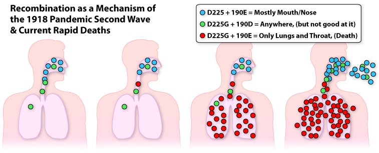 swine flu updates - Page 2 HeadLungsRecombination