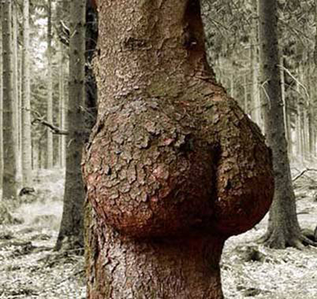 Maintenant je sais comment naissent les arbres ! Porno-biologique-blog-quat-rues
