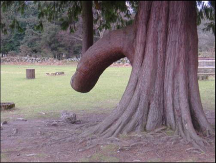 Maintenant je sais comment naissent les arbres ! Sexe-bio-blog-quat-rues
