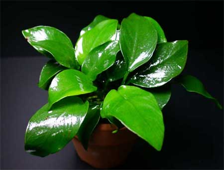  - Décor sans plantes ? Anubias_var_nana