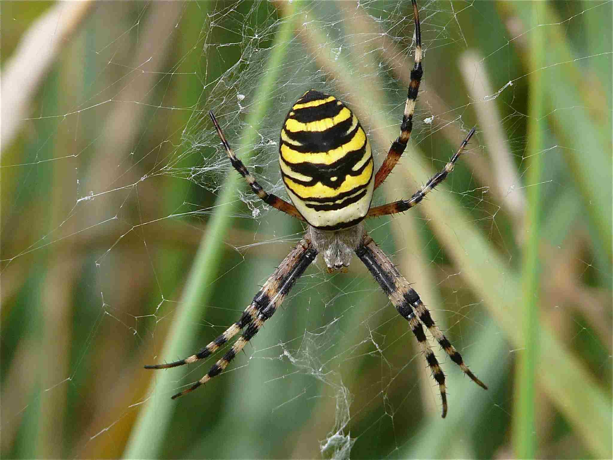 Ne pas ouvrir en cas de peur des araignées ! P1040719