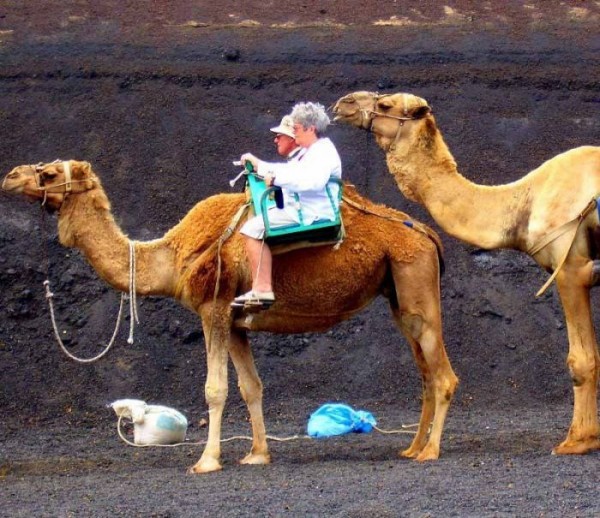 Ya he vuelto de vacaciones Camel-ride-600x518