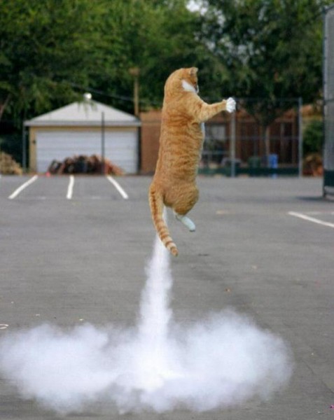 صور قطط مضحكة Rocket-cat-477x600