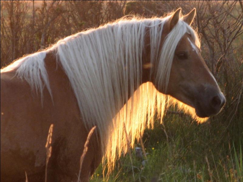 les chevaux.. - Page 15 8_b8b7b