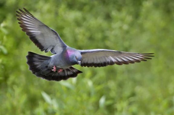 الحمام الزاجل 1172490415800px-rock_dove_-_natures_pics