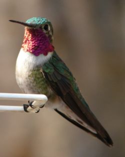  طائر الطنان آية من آيات الله  1178221288250px-male_ruby-throated_hummingbird_1