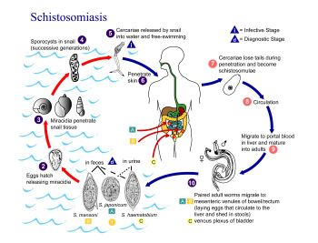 المستقر والمستودع في علم الطفيليات  1184148696350px-schistosomiasis_life_cycle