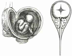 تكون الجنين / دراسة مقارنة بين القرآن الكريم والعهد القديم  1189451824sperm8