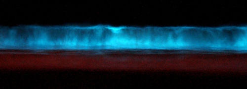 النور البارد ـ التوهج الحيوي 1191036106500px-red_tide_bioluminescence_at_midnight