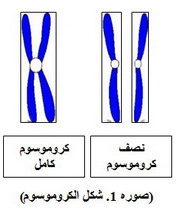 حديث القرآن والسنة عن الانقسام الميتوزى وخلق الذرية قبل سجود الملائكة لآدم  1195313086clip