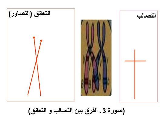 حديث القرآن والسنة عن زواج الكر وموسومات وتحسين النسل بالإنقسام الميوزى 1206874943slide3