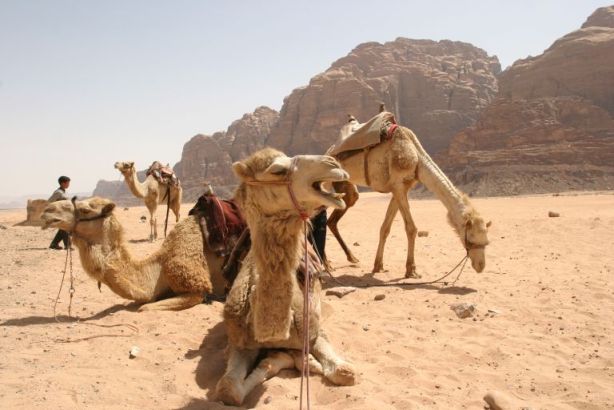 فوائد بول وألبان الإبل 1207252434camelsjj