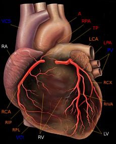 ـداعي الجسد لإصابة عضو معجزة نبوية 1231501932230px-human_heart_with_coronary_arteries_new