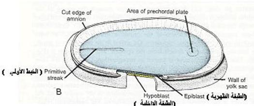 الإعجاز فى عجب الذنب 12361467817