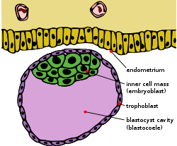 مراحل خلق الانسان سبحان الله 1245285730250px-blastocyst_english.svg