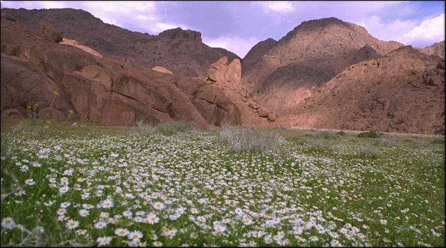 جنان تبوك التي تنبأ بها النبي صلى الله عليه وسلم 1264163398h-pica03