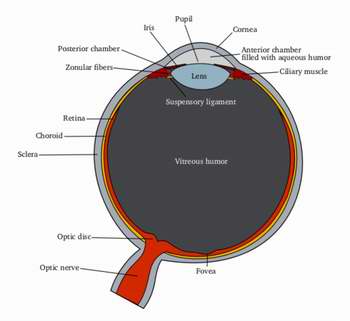 تأملات إيمانية من سورة تبارك ج2 Human_eye