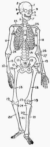 تأملات إيمانية من سورة تبارك ج2 Bone