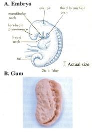 معجزتا تنجيم القرآن الكريم وتعدد صور الوحي Human19