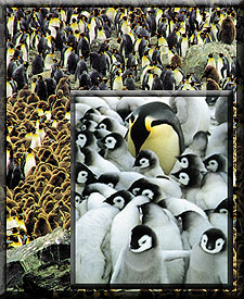 آيات الله في الكون - (غريزة الحفاظ على النسل) Penguins