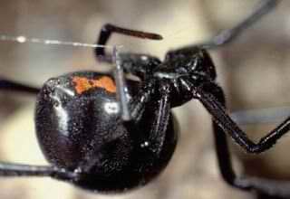 عنكبوت الأرملة السوداء SP1